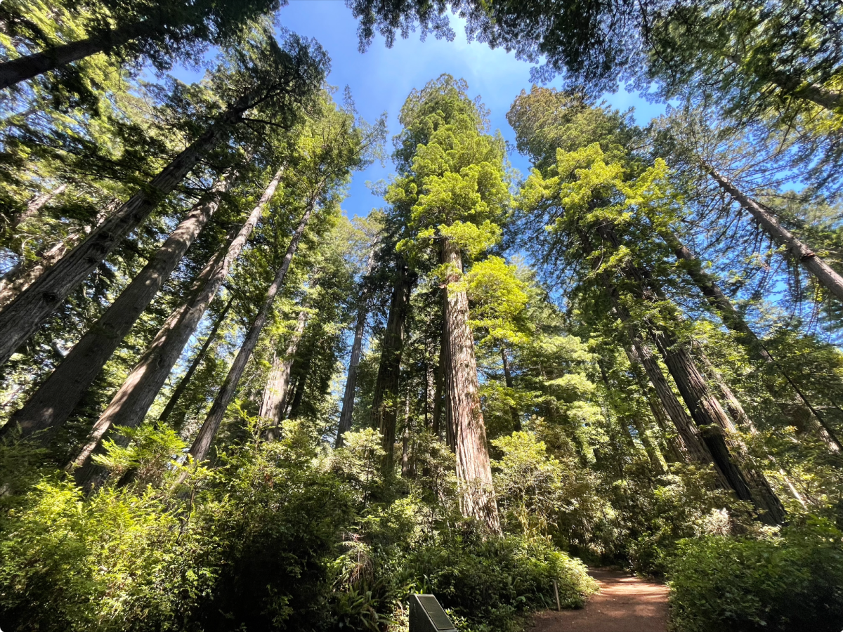 Babymoon: Redwood National Park, Part&nbsp;I