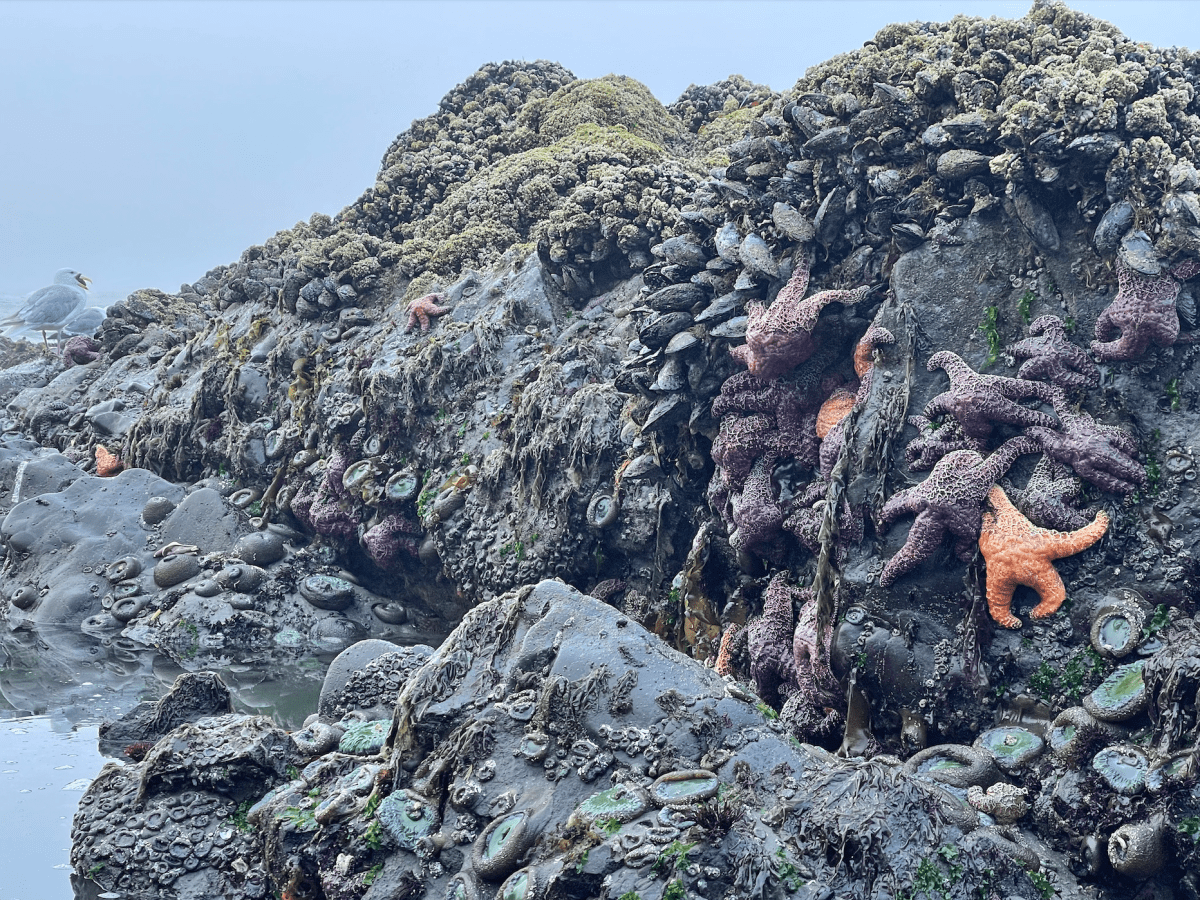 Babymoon: Redwood National Park, Part&nbsp;II