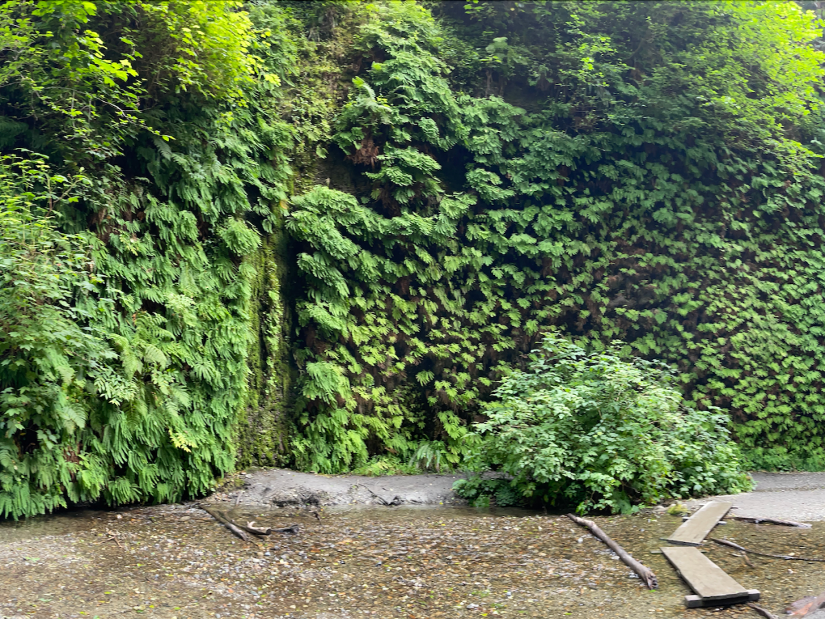 Babymoon: Redwood National Park, Part&nbsp;III